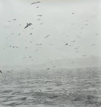 Vogelflug - Lisboa, 2014