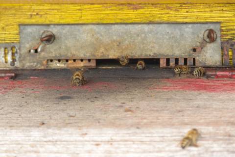 Bienenhaus - Krinau, März 2018